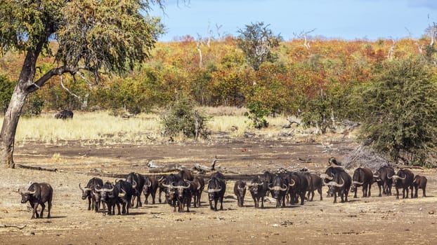 African buffalo herd walking in front view in Kruger National park, South Africa ; Specie Syncerus caffer family of Bovidae