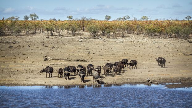 African buffalo herd running to drink in lakeside in Kruger National park, South Africa ; Specie Syncerus caffer family of Bovidae