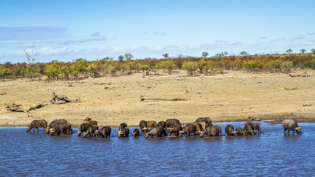 African buffalo herd drinking in lake in Kruger National park, South Africa ; Specie Syncerus caffer family of Bovidae