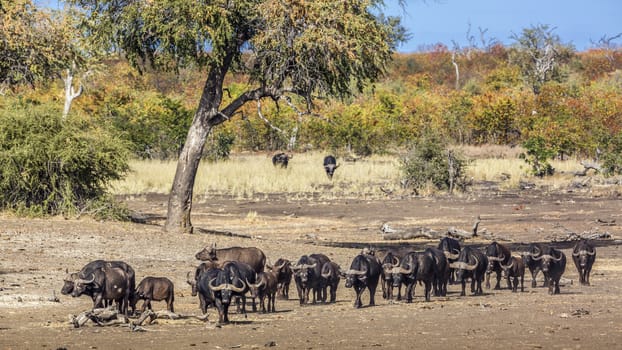 African buffalo herd walking in front view in Kruger National park, South Africa ; Specie Syncerus caffer family of Bovidae