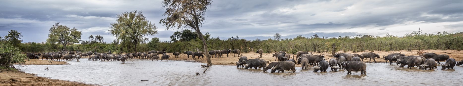 African buffalo herd drinking in lake in Kruger National park, South Africa ; Specie Syncerus caffer family of Bovidae