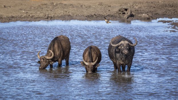 Three African buffalos drinking in a lake in Kruger National park, South Africa ; Specie Syncerus caffer family of Bovidae