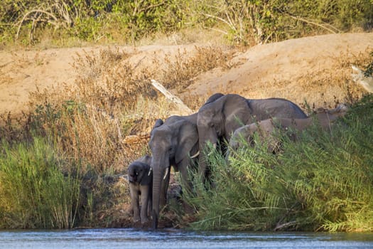 African bush elephant small group drinking at river in Kruger National park, South Africa ; Specie Loxodonta africana family of Elephantidae