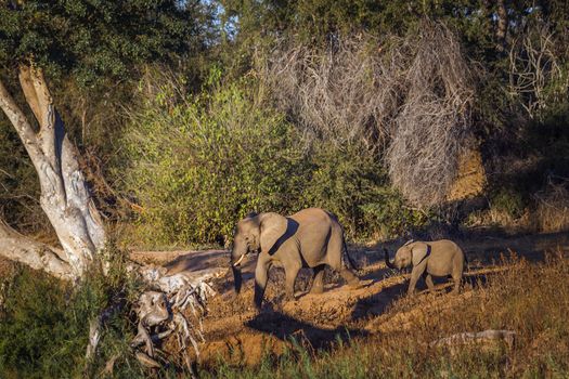 African bush elephants female and baby in twilight in Kruger National park, South Africa ; Specie Loxodonta africana family of Elephantidae