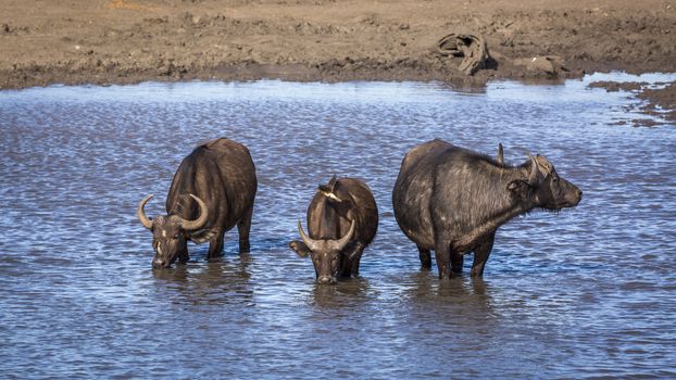 Three African buffalos drinking in a lake in Kruger National park, South Africa ; Specie Syncerus caffer family of Bovidae