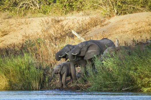 African bush elephant small group drinking at river in Kruger National park, South Africa ; Specie Loxodonta africana family of Elephantidae