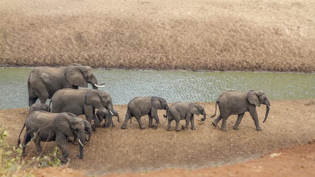 Small group of African bush elephants walking on riverbank in Kruger National park, South Africa ; Specie Loxodonta africana family of Elephantidae