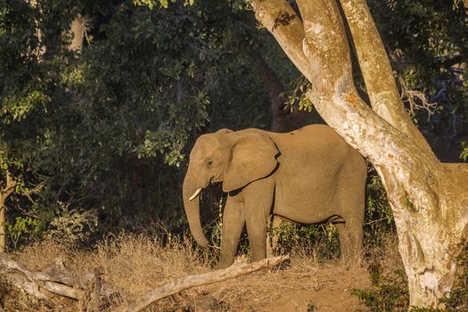 African bush elephant in twilight in Kruger National park, South Africa ; Specie Loxodonta africana family of Elephantidae