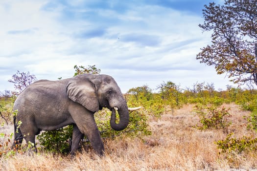 African bush elephant with broken tusk walking in savannah in Kruger National park, South Africa ; Specie Loxodonta africana family of Elephantidae