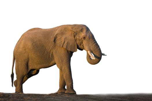 African bush elephant isolated in white background in Kruger National park, South Africa ; Specie Loxodonta africana family of Elephantidae