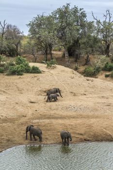 Small group of African bush elephants on riverside in Kruger National park, South Africa ; Specie Loxodonta africana family of Elephantidae