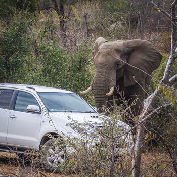 African bush elephant close to car in Kruger National park, South Africa ; Specie Loxodonta africana family of Elephantidae
