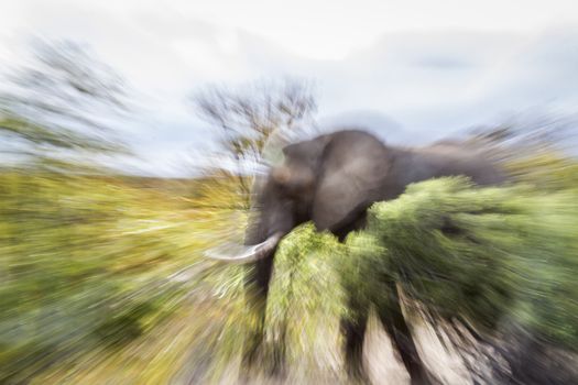 African bush elephant in zooming photography effect in Kruger National park, South Africa ; Specie Loxodonta africana family of Elephantidae