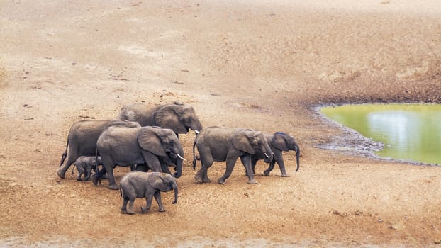 Small group of African bush elephants walking on riverbank in Kruger National park, South Africa ; Specie Loxodonta africana family of Elephantidae