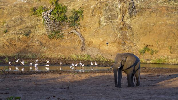 African bush elephant walking on riverbank with waterbirds in Kruger National park, South Africa ; Specie Loxodonta africana family of Elephantidae
