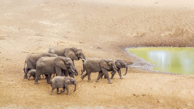 Small group of African bush elephants walking on riverbank in Kruger National park, South Africa ; Specie Loxodonta africana family of Elephantidae