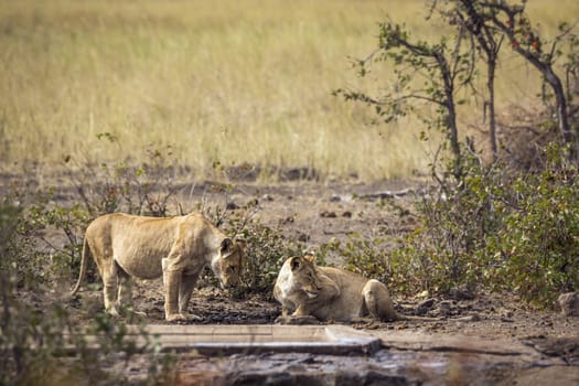 Two African lioness drinking at waterhole in Kruger National park, South Africa ; Specie Panthera leo family of Felidae