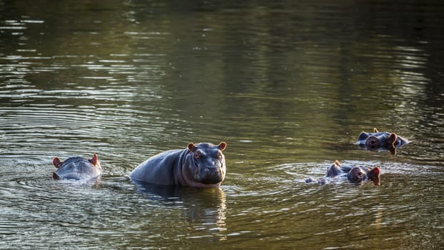 Hippopotamus famlily in water in Kruger National park, South Africa ; Specie Hippopotamus amphibius family of Hippopotamidae