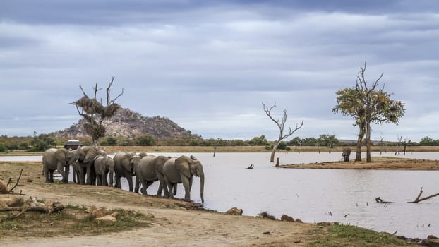 Small group of African bush elephants walking on lake side in Kruger National park, South Africa ; Specie Loxodonta africana family of Elephantidae