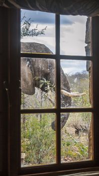 African bush elephant portrait through a window in Kruger National park, South Africa ; Specie Loxodonta africana family of Elephantidae