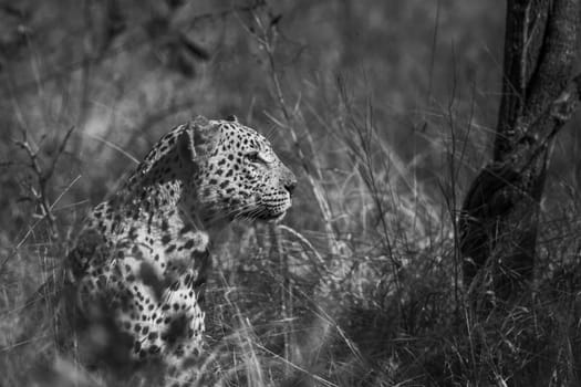 Leopard portrait isolated in natural background in Kruger National park, South Africa ; Specie Panthera pardus family of Felidae