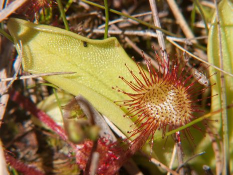 drosera rotundifolia,loire, france