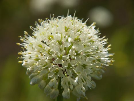 ail