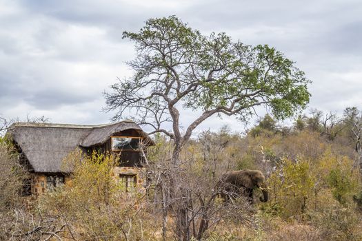 African bush elephant close to house in safari lodge in Kruger National park, South Africa ; Specie Loxodonta africana family of Elephantidae