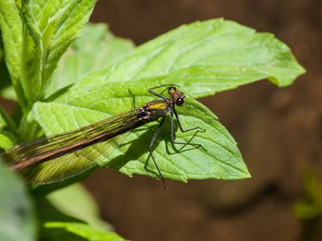 Calopteryx splendens