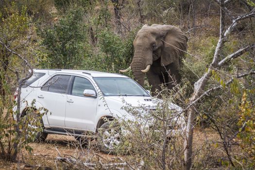 African bush elephant close to car in Kruger National park, South Africa ; Specie Loxodonta africana family of Elephantidae