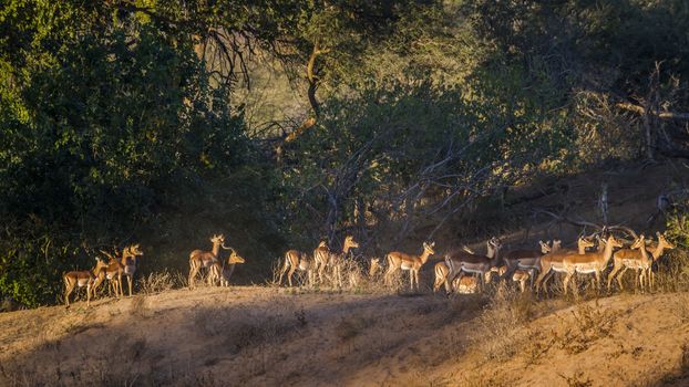 Large group of Common Impalas at dawn in Kruger National park, South Africa ; Specie Aepyceros melampus family of Bovidae