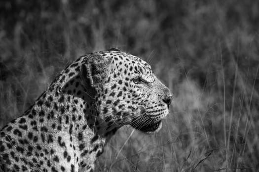 Leopard portrait isolated in natural background in Kruger National park, South Africa ; Specie Panthera pardus family of Felidae