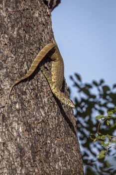 Rock monitor on a trunk in Kruger National park, South Africa ; Specie Varanus albigularis family of Varanidae