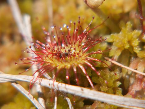 drosera rotundifolia,loire, france