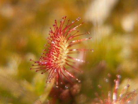 drosera rotundifolia,loire, france