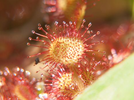 drosera rotundifolia,loire, france
