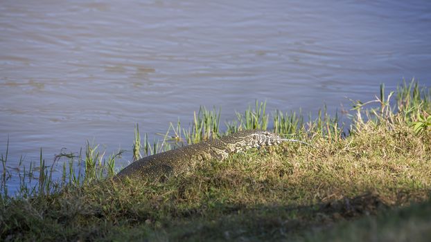 Big Nile monitor walking on riverside in Kruger National park, South Africa ; Specie Varanus niloticus family of Varanidae
