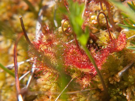drosera rotundifolia,loire, france