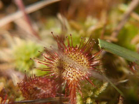 drosera rotundifolia,loire, france