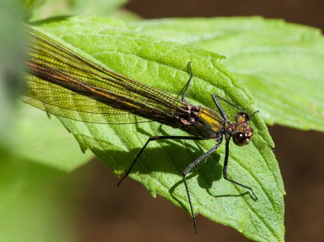 Calopteryx splendens