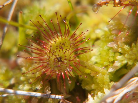 drosera rotundifolia,loire, france