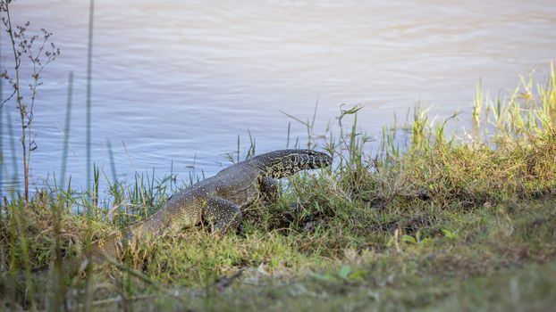 Big Nile monitor walking on riverside in Kruger National park, South Africa ; Specie Varanus niloticus family of Varanidae