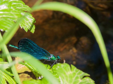 Calopteryx splendens