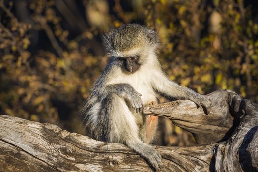 Cute young Vervet monkey sitting on stump in Kruger National park, South Africa ; Specie Chlorocebus pygerythrus family of Cercopithecidae