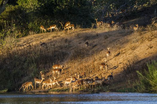Herd of Common Impalas in riverbank in Kruger National park, South Africa ; Specie Aepyceros melampus family of Bovidae