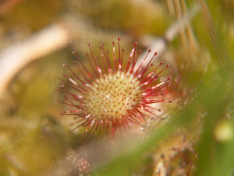 drosera rotundifolia,loire, france