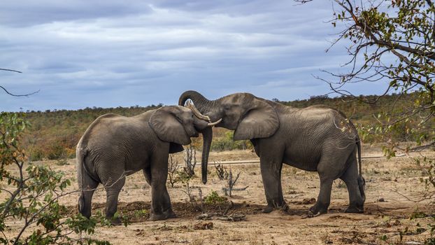 Two African bush elephants playing in savannah in Kruger National park, South Africa ; Specie Loxodonta africana family of Elephantidae