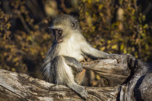 Cute young Vervet monkey sitting on stump in Kruger National park, South Africa ; Specie Chlorocebus pygerythrus family of Cercopithecidae
