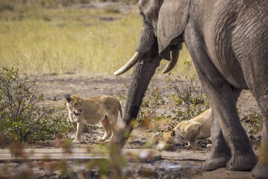 African bush elephant and two lioness at the same waterpond in Kruger National park, South Africa ; Specie Loxodonta africana family of Elephantidae