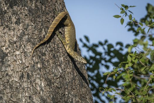 Rock monitor on a trunk in Kruger National park, South Africa ; Specie Varanus albigularis family of Varanidae